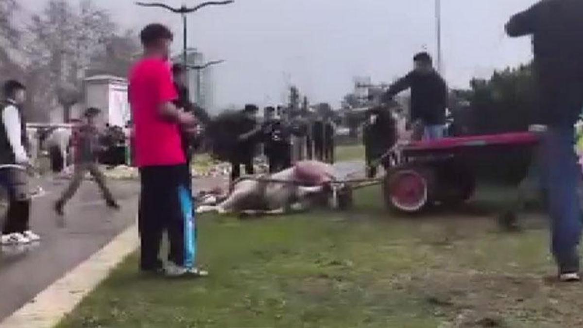 Adana’da sahibinin, koşmadığı için dövdüğü at bayıldı