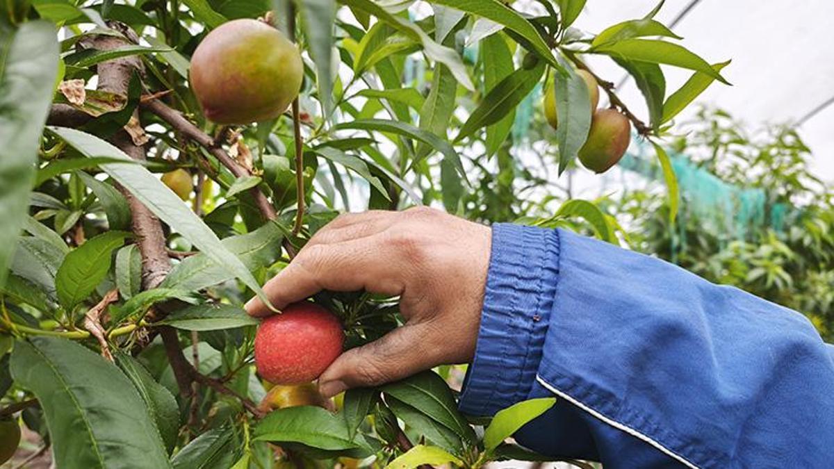 Mersin'de ikinci hasat bereketi! Alternatif ürün fiyatıyla üreticiye kazandırıyor