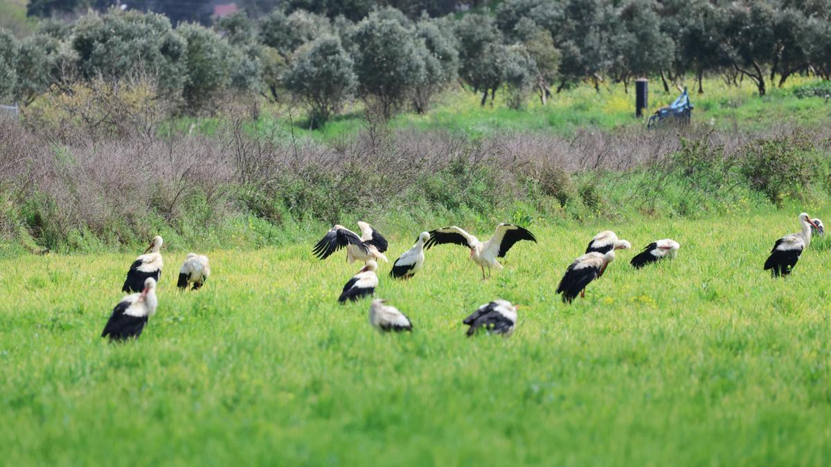 Göç yolculuğunda leyleklerin görsel şöleni