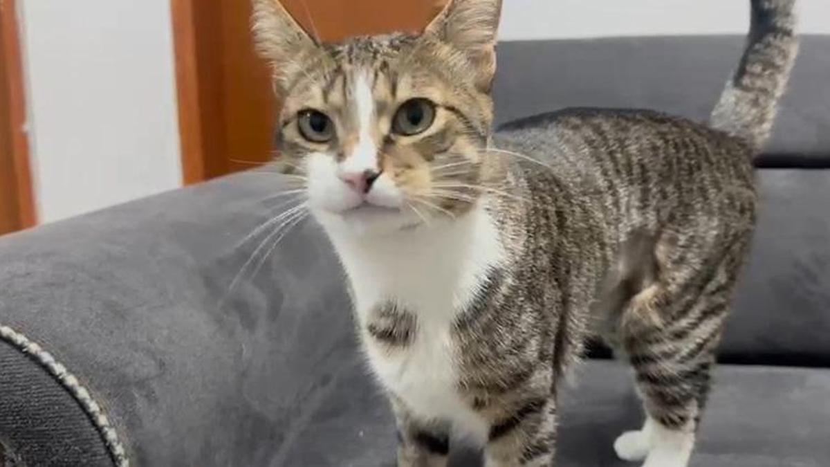 Kedinin 4 yıldır geçmeyen kusmasının sebebi tomografi ile ortaya çıktı!