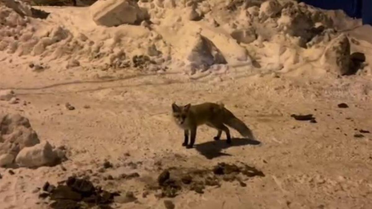 Aç tilki her akşam aynı kapıya geliyor: Köylü elleriyle besliyor