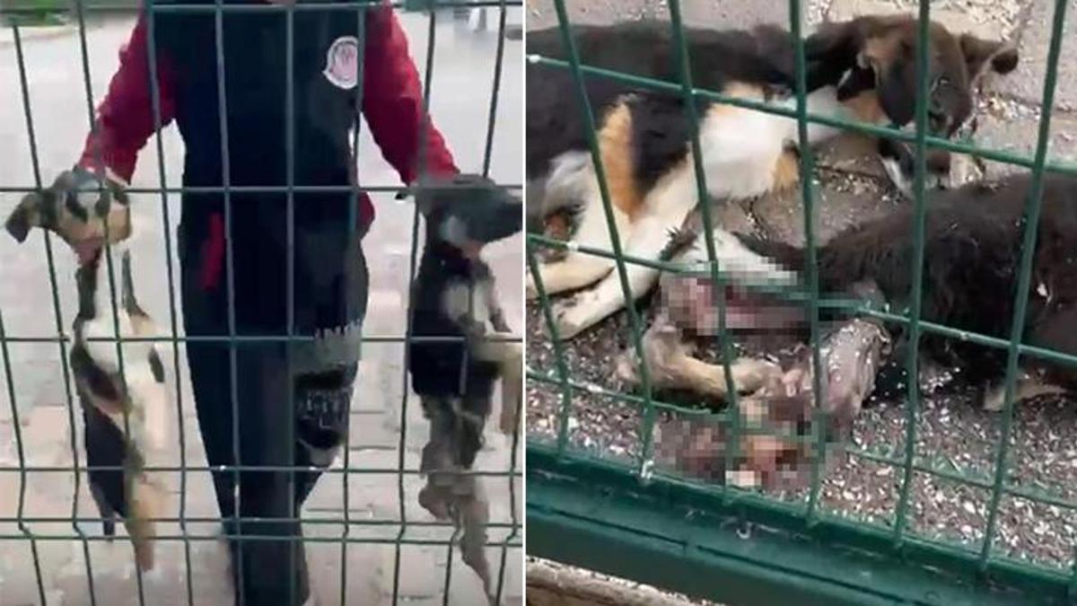 Barınakta feci görüntüler! Soruşturma başlatıldı