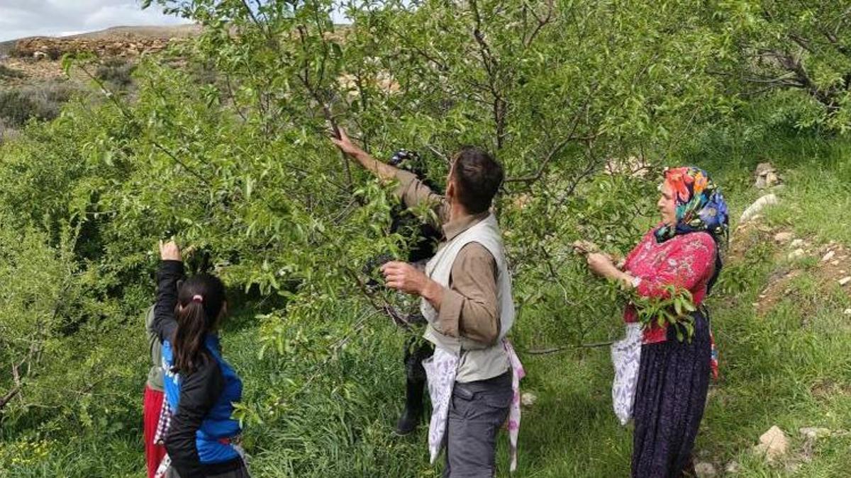 Hasat 15 gün erken başladı! Kilosu 150 liradan satılıyor: Yurt içi ve yurt dışından talep yağıyor