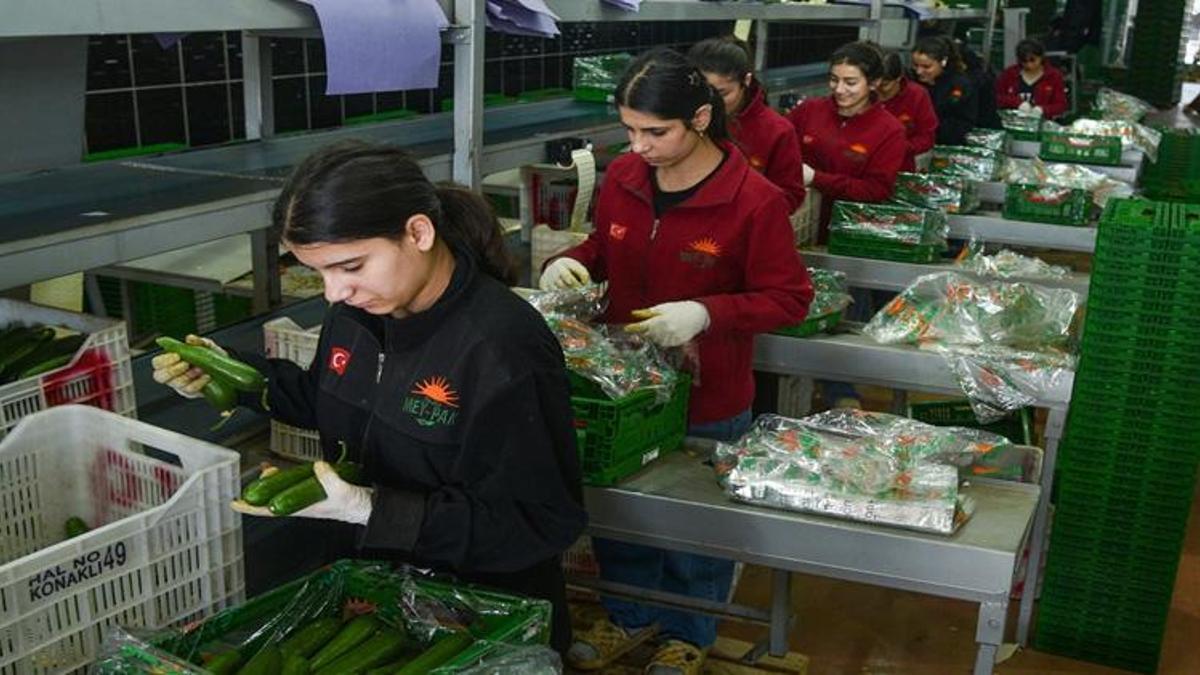 15 bin kişinin geçim kaynağı oldu! Antalya'da hasat edilip 64 ülkeye gönderiliyor