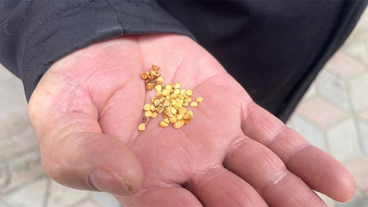 Yozgat'ta ata tohumlarla tarımın hafızasını yaşatıyor