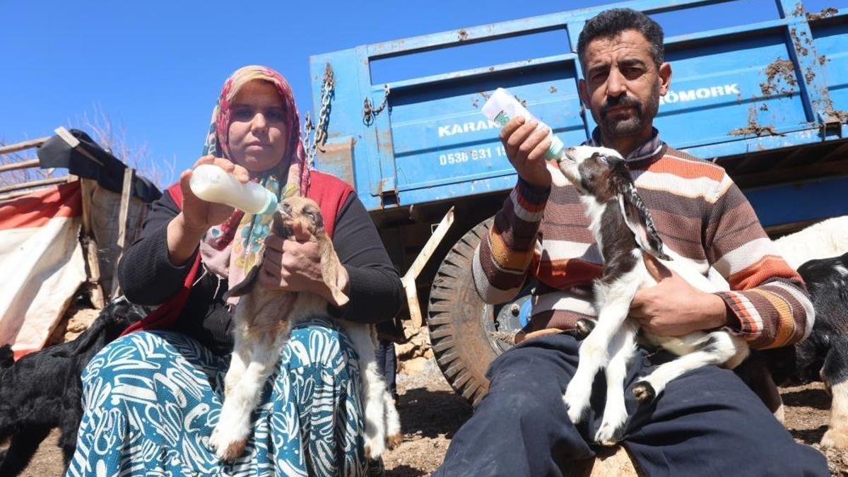 Hataylı çiftçiden örnek davranış: Telef olan sürüyü ayağa kaldırıyor