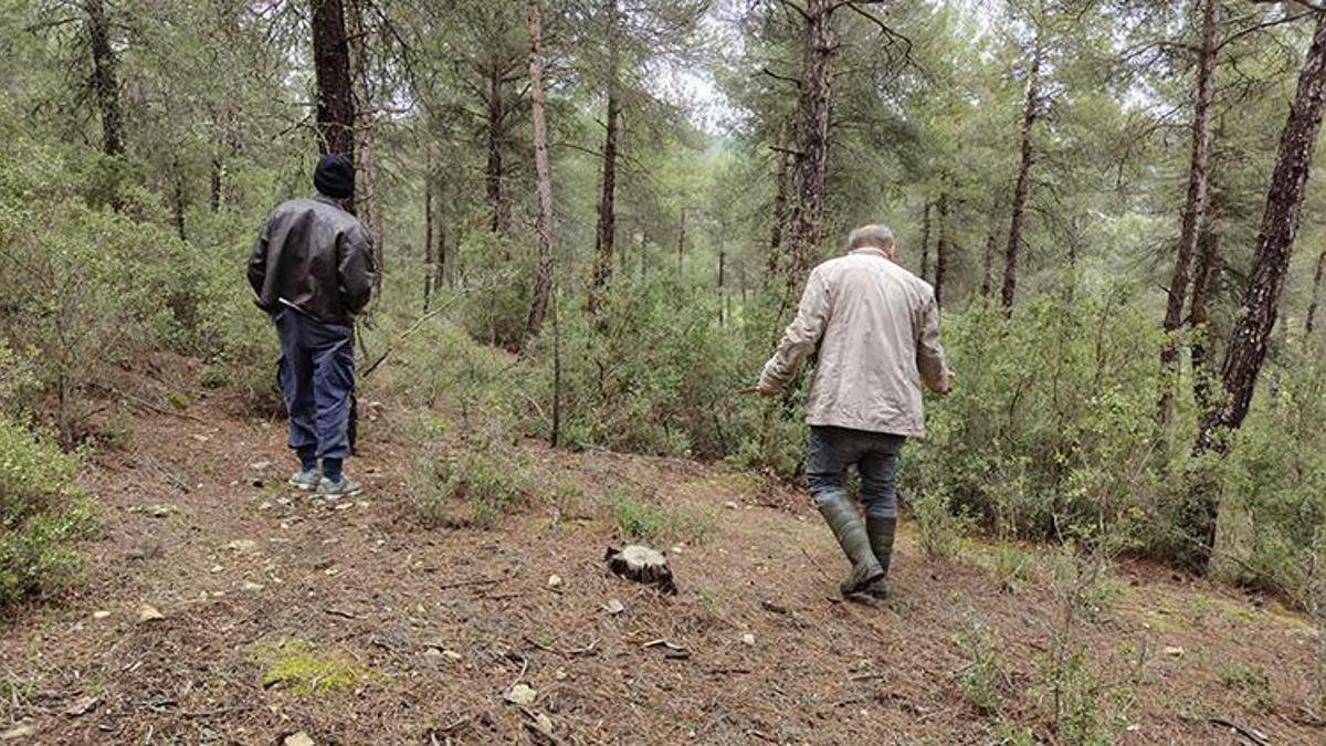 Burdur'da sezon açıldı, dağlarda hazine avı başladı: Kilosu el yakıyor, tadı hayran bırakıyor