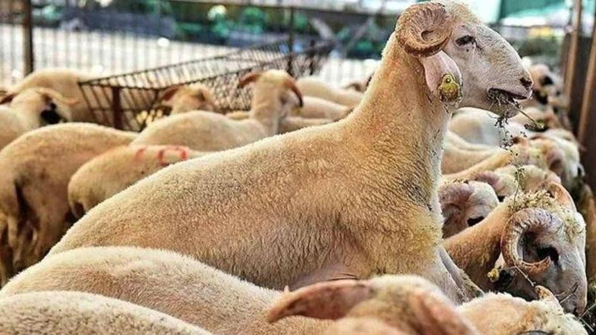 Kurban Bayramı öncesi Gaziantep'te kilogram fiyatları belli oldu! İşte küçükbaş ve büyükbaşta fiyatlar...