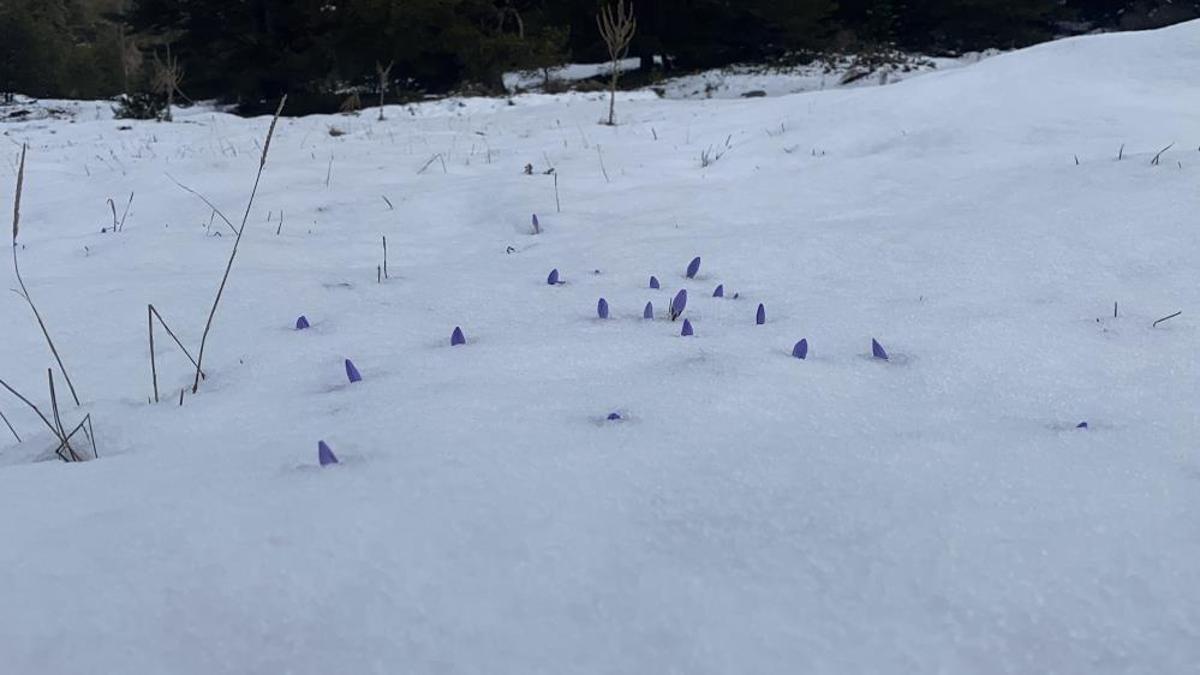 Bolu'da 14 köy ortak kullanıyor: Kar yağınca değeri anlaşıldı