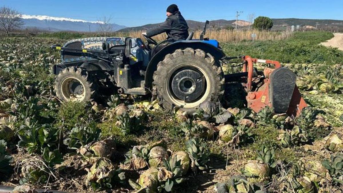 Fiyatı 15 liradan 9 liraya düştü ne çiftçi kazandı ne de tüketici ucuza yedi