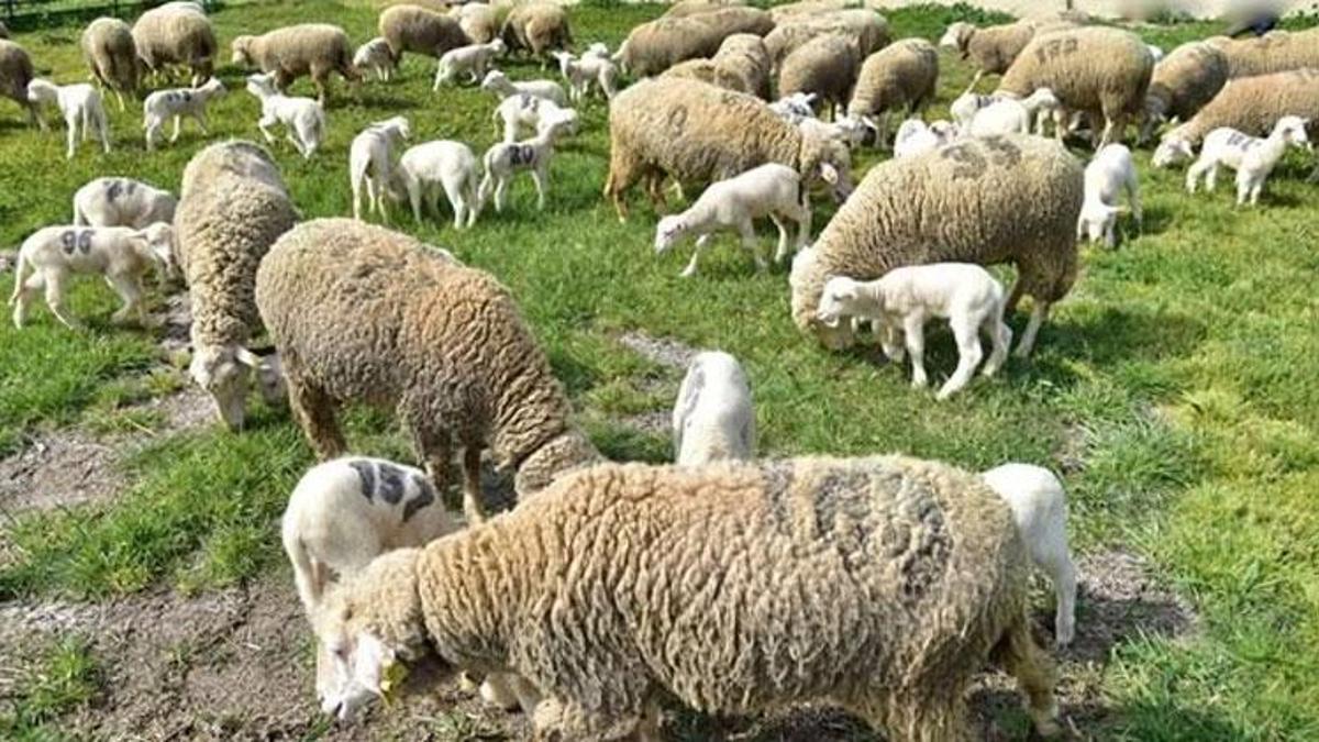 Balıkesir Üniversitesi'nin yavru kuzuları anaları ile buluştu