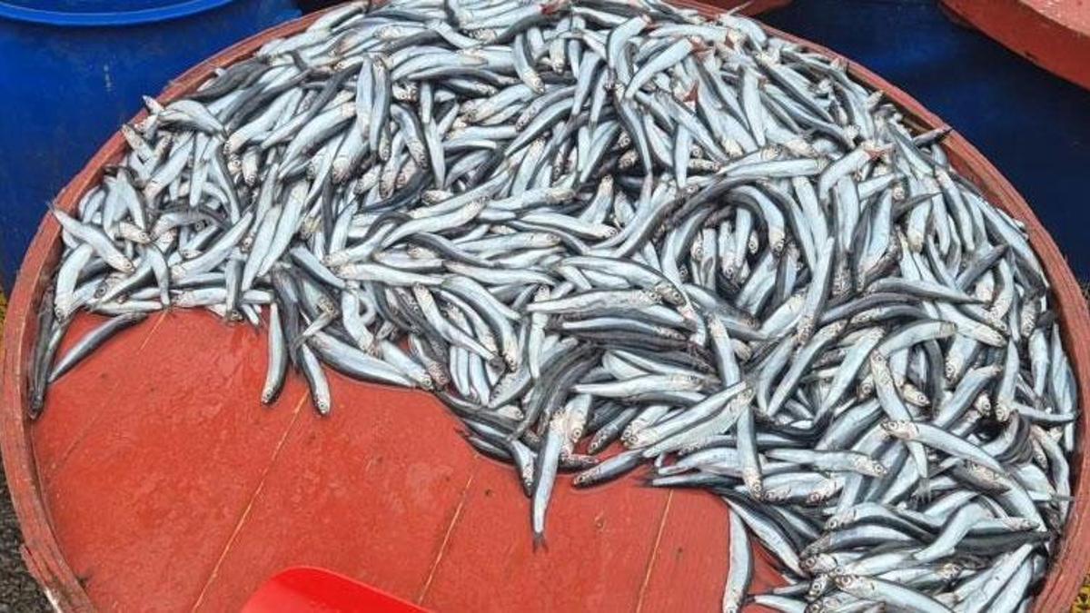 Hamsinin kilo fiyatı 50 liradan 200 liraya çıktı