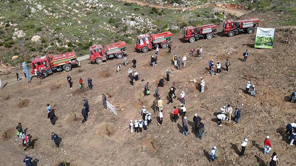 Muğla'da yanan sahil şeridinin yeniden yeşermesi için çalışmalar başladı! 28 bin fidan toprakla buluşacak