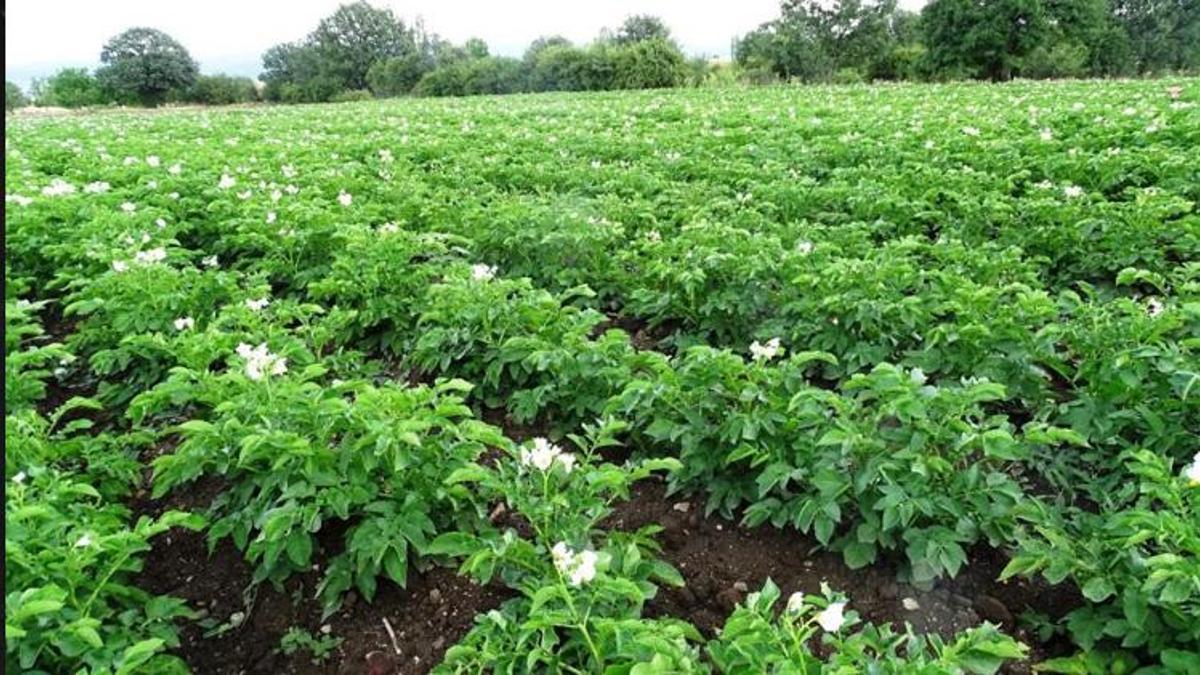 Patates üreticilerine 2026 sezonu öncesi kritik uyarı! O belgeyi almayan ekemeyecek