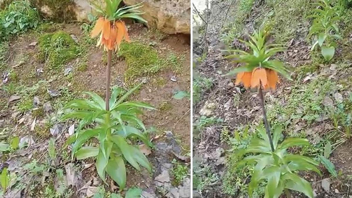 Elinizi atarken dikkat! Bu çiçeği koparmanın cezası araba fiyatını geçiyor