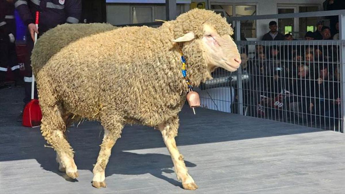 Geleneksel Damızlık Koç Satışı Töreni'nde rekor satış gerçekleşti