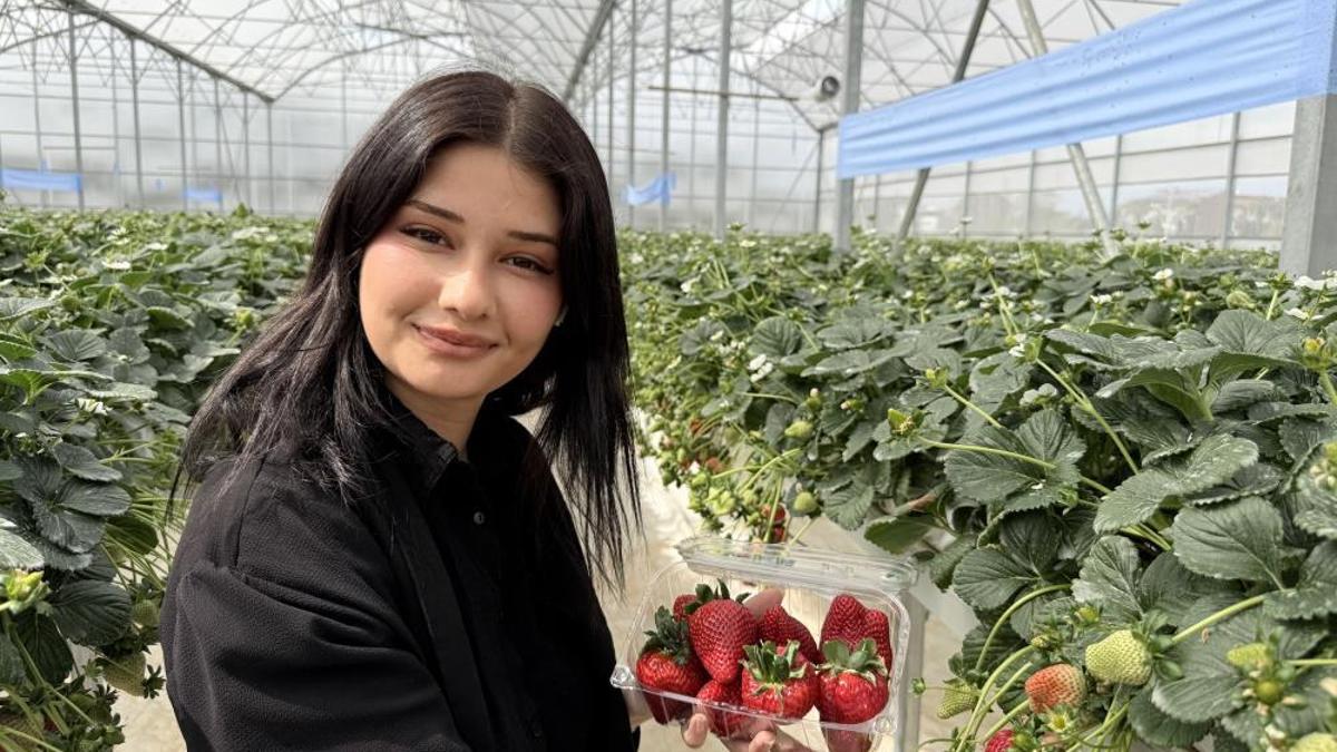 Topraksız tarımda ilk çilek hasadı yapıldı