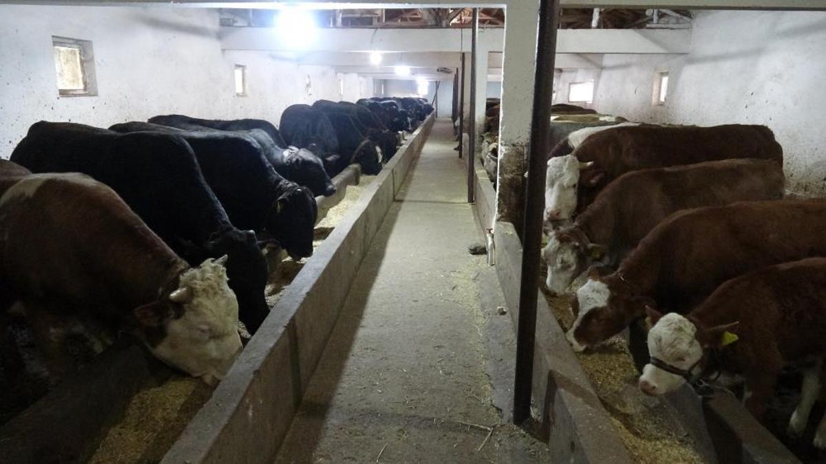 Türkiye’nin lokomotif illerinden biri! Kırmızı et ihtiyacını karşılıyorlar