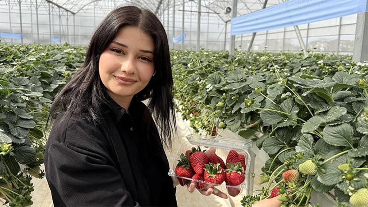 Bir avuç toprak kullanmadan tonlarca meyve ürettiler! Tarsus'ta tarım devrimi...