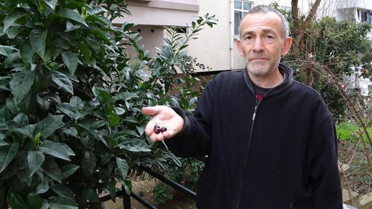 Ordu'da tam 3 ay erken meyve verdi! Görenler gözlerine inanamadı