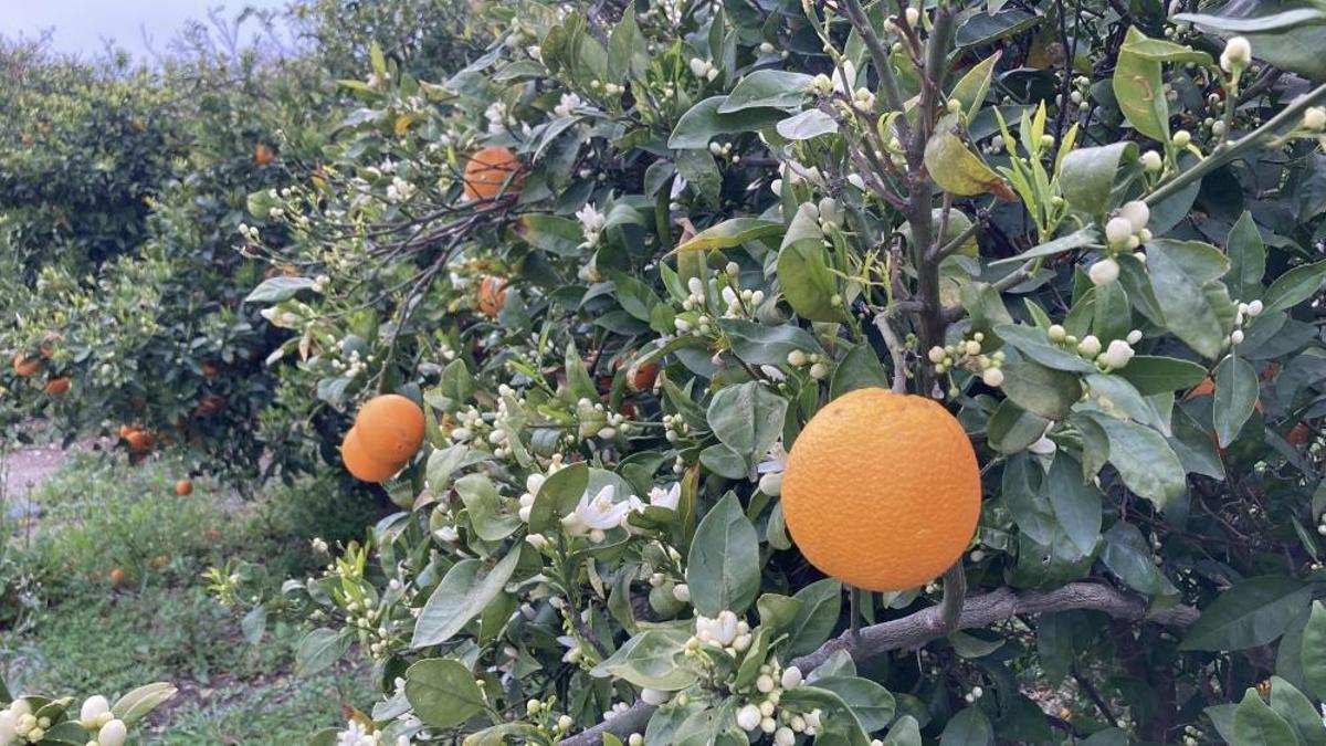 Mersin'de portakal bereketi: Dalında kalan ürünler toplanmadan çiçekler açtı