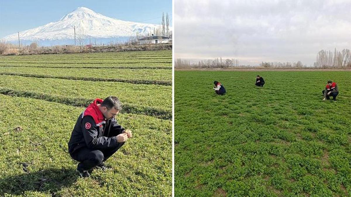 Iğdır'da yonca sezonu tehlikede! Verimi tehdit eden hortumlu böceğe karşı savaş başladı: 'Saat 10'dan önce sakın ilaçlamaya başlamayın'