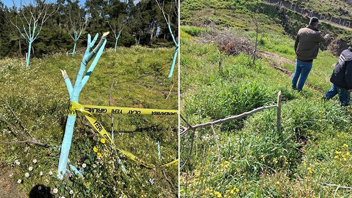 Aydın'da katliam gibi olay! 700 incir ve zeytin ağacını kesildi