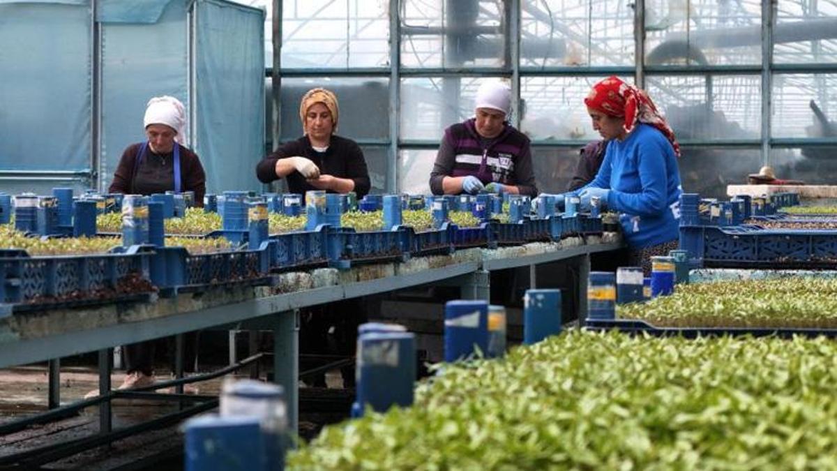 Erzincan’da üretiliyor, çevre illere satılıyor! Yıllık 1 milyon fide bölgeye can suyu oluyor