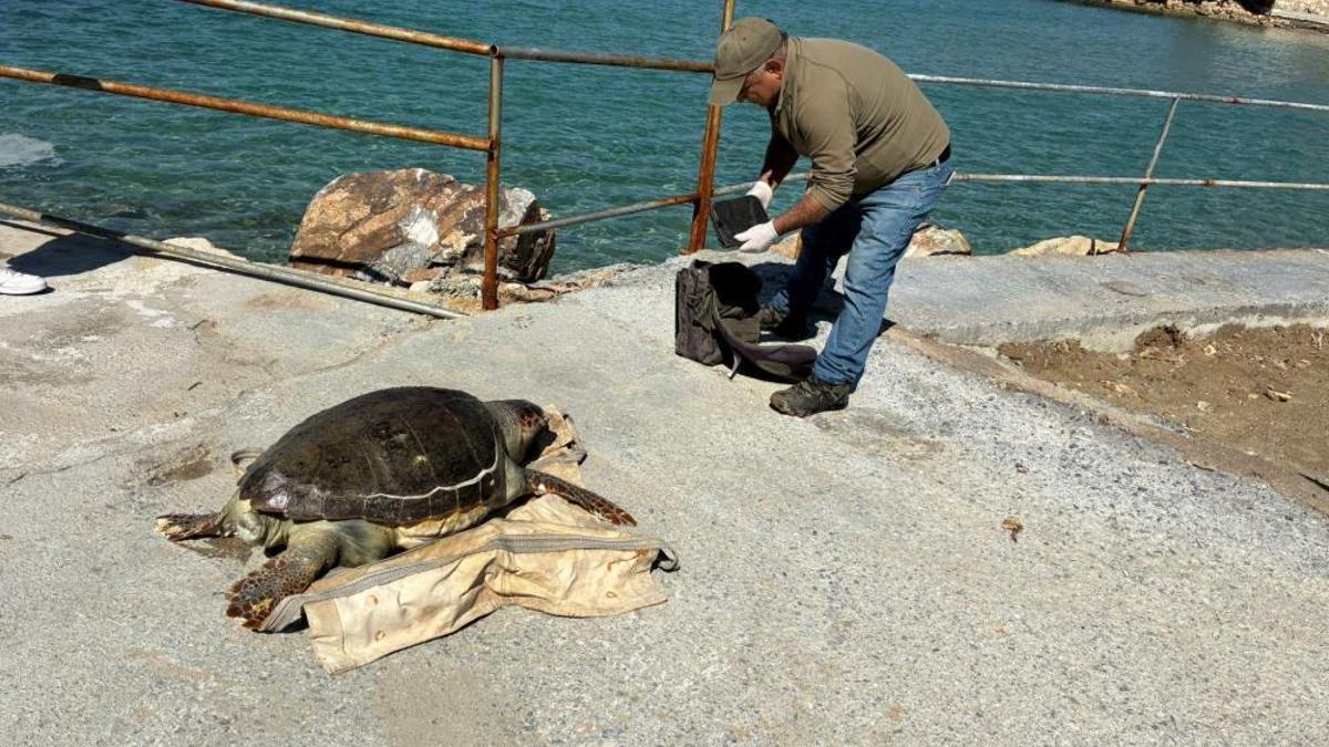 Kuşadası’nda deniz kaplumbağası alarmı! Bir haftada 7 caretta caretta ölüsü karaya vurdu