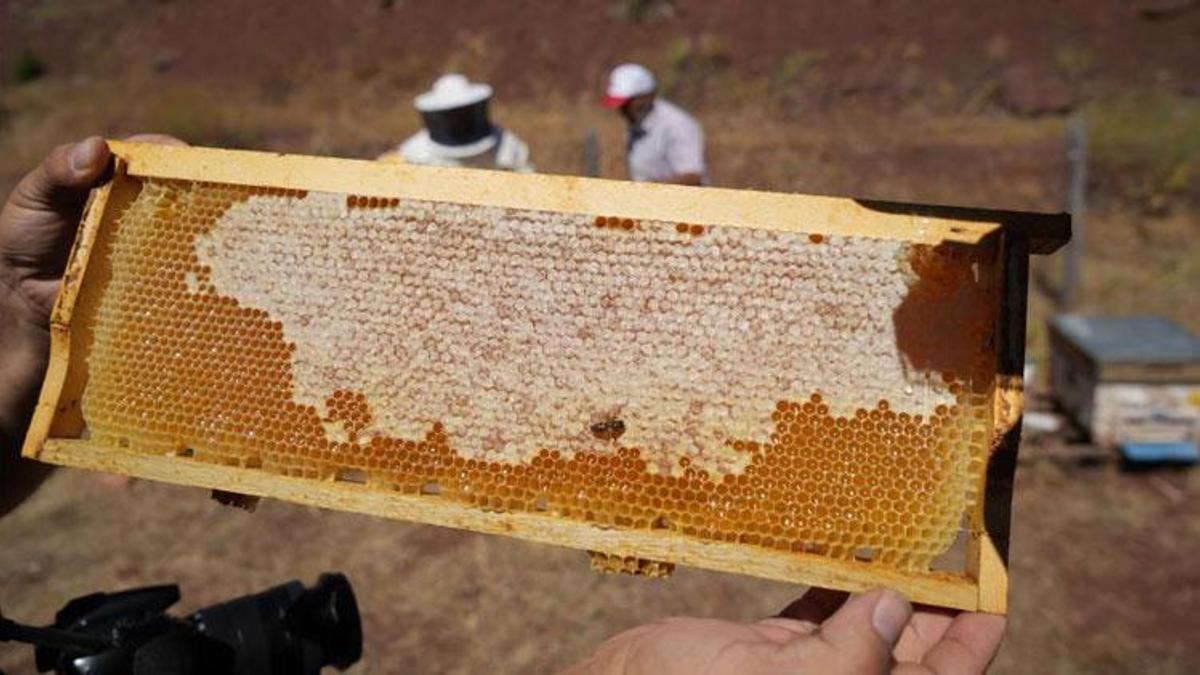 Şehrin önemli doğal ürünlerinden Erzincan Geven Balı coğrafi işaret tescili aldı