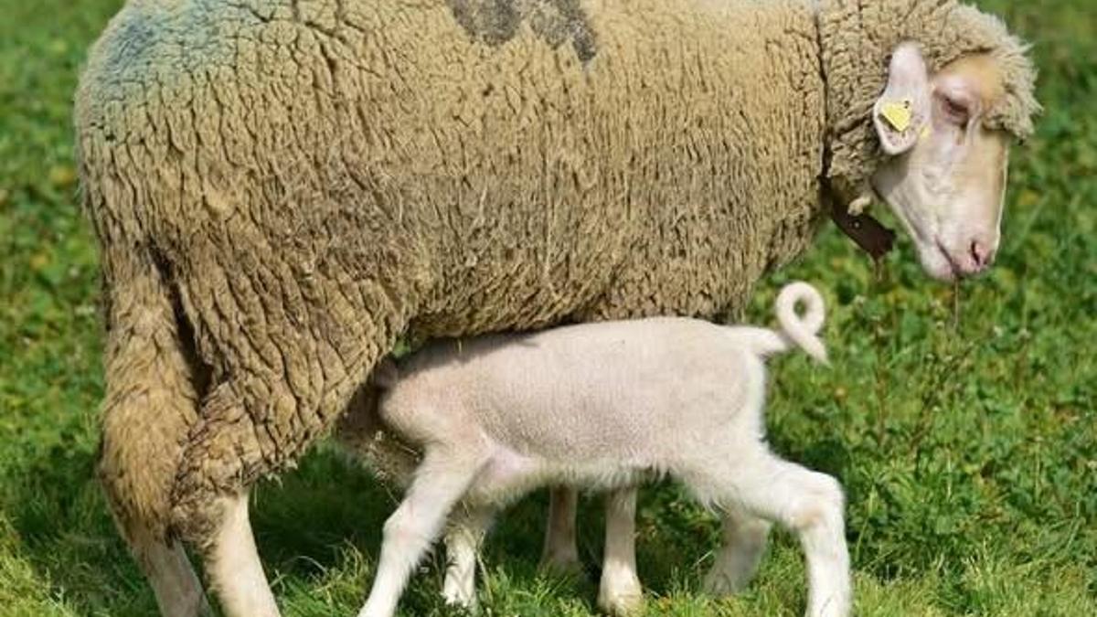 Balıkesir'de bahar geldi kuzular anneleri ile buluştu