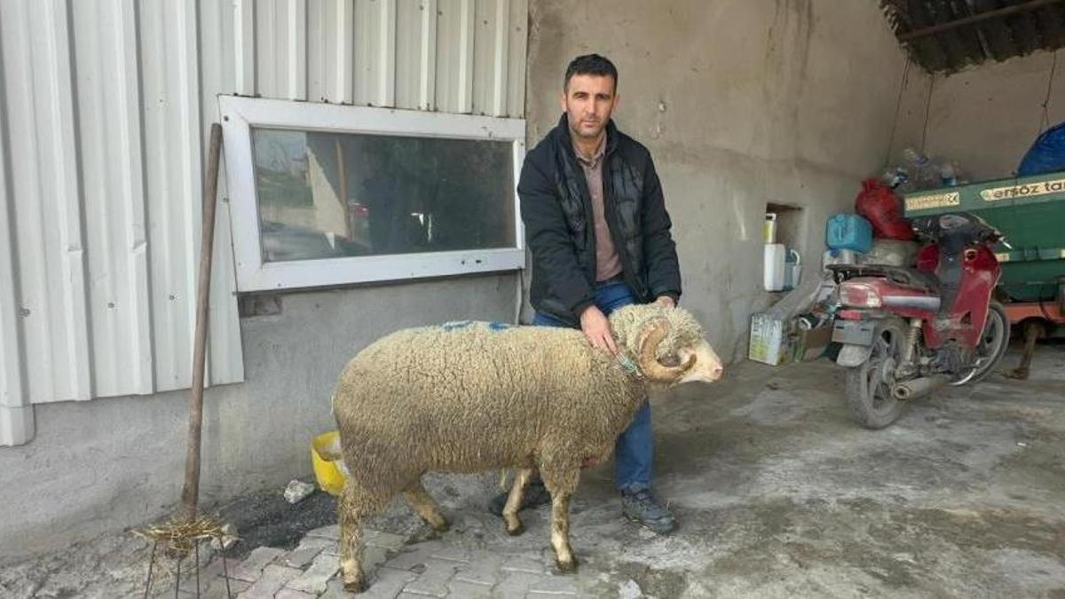 Balıkesir'de 1 milyon 110 bin TL'ye koç! Bursa, Konya ve Eskişehir'den almak için sıraya girdiler