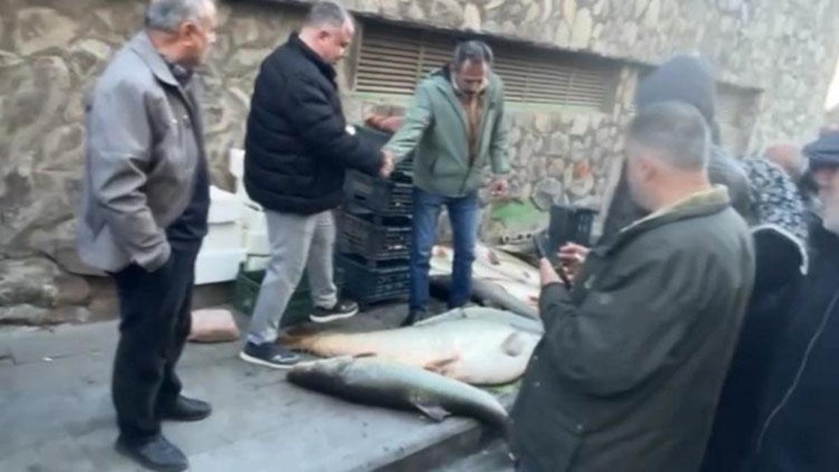 Elazığ'da dev balığı almak için yapılanlar kurban pazarlığını aratmadı