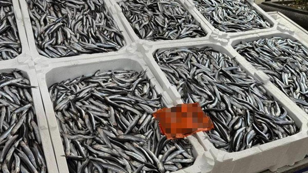 Hamside sezonun son günleri: Kilosu 150 liradan satılıyor