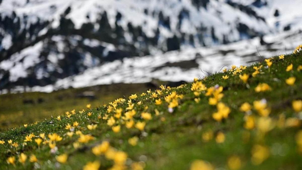 Gümüşhane'de şehir merkezine 10 km'de görüldü!