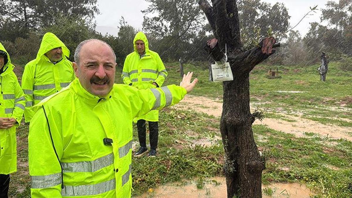 Mustafa Varank, Yeniköy termik santrali maden sahasındaki zeytin ağaçlarının taşınması sürecini yerinde inceledi