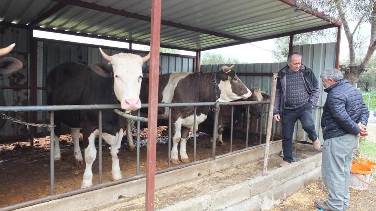 Kurbanlık fiyatları belli oldu: Balıkesir'de görücüye çıktı!