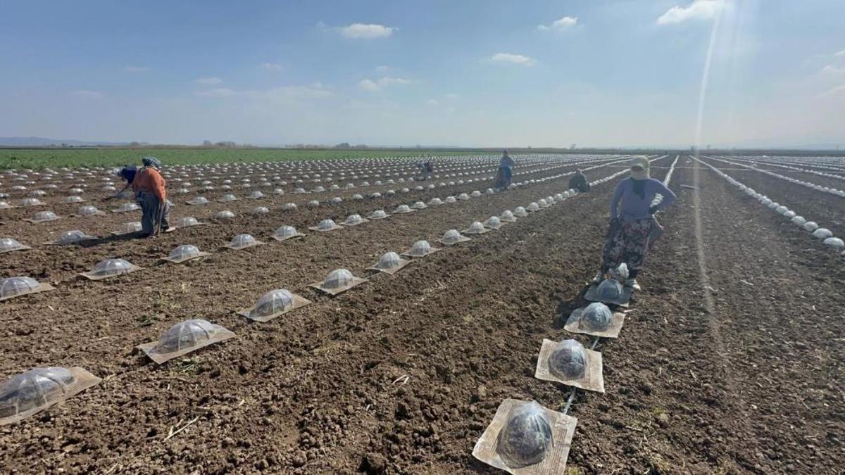 Turfanda karpuz ekimi başladı! Kilogramda 5-6 lira maliyeti var