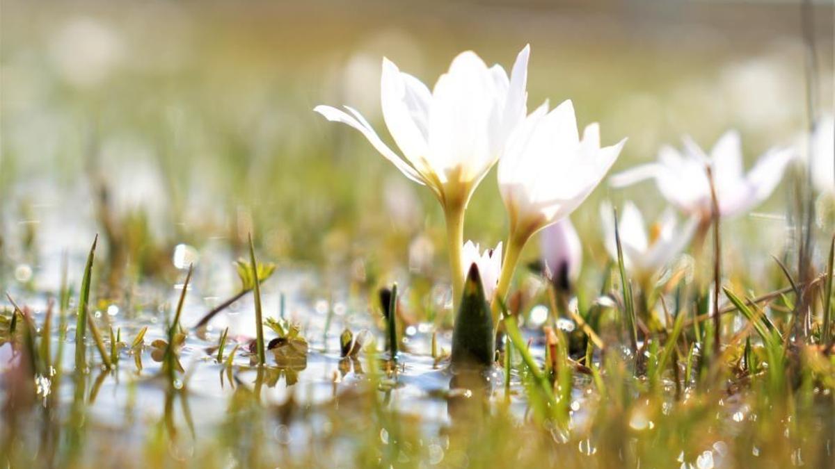 Baharın müjdesi Erzincan'da görüldü! Dağların eteğinde çıktı