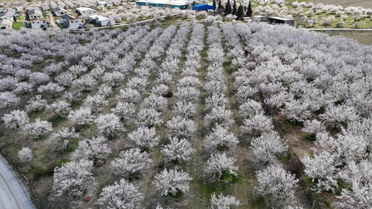 Malatya kayısısında yeni sezon heyecanı: 10 milyon ağaç çiçek açtı ama üretici tedirgin