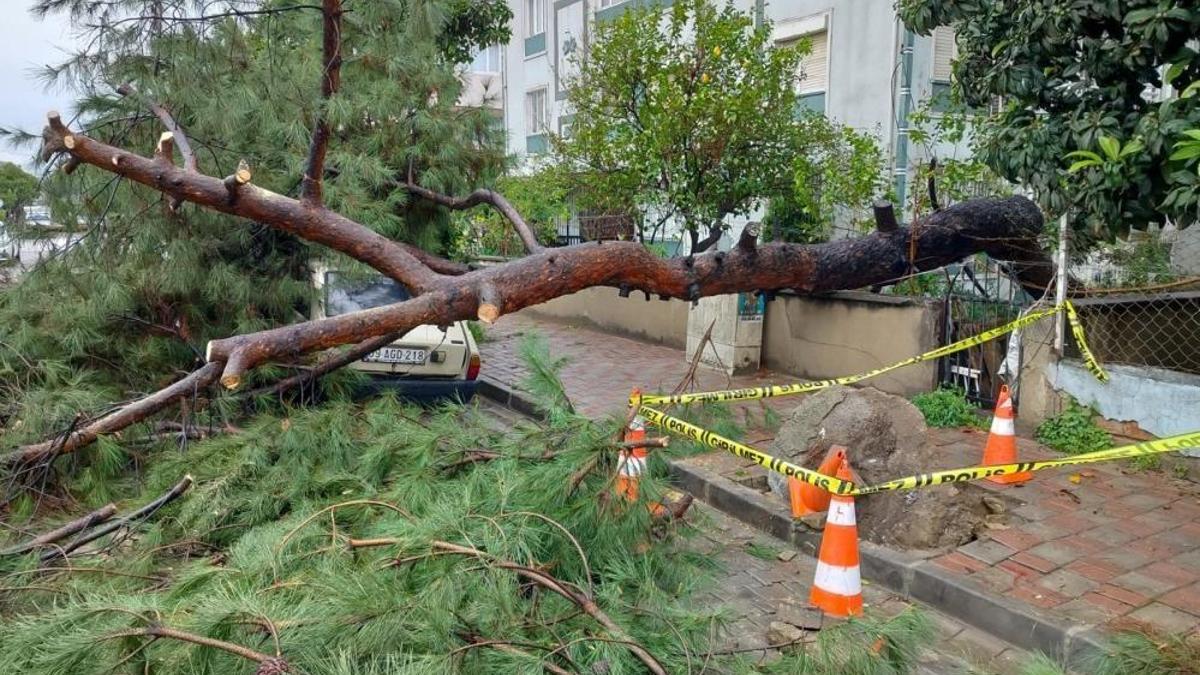 Aydın'da fırtına ağaçları devirdi! Araçlar zarar gördü