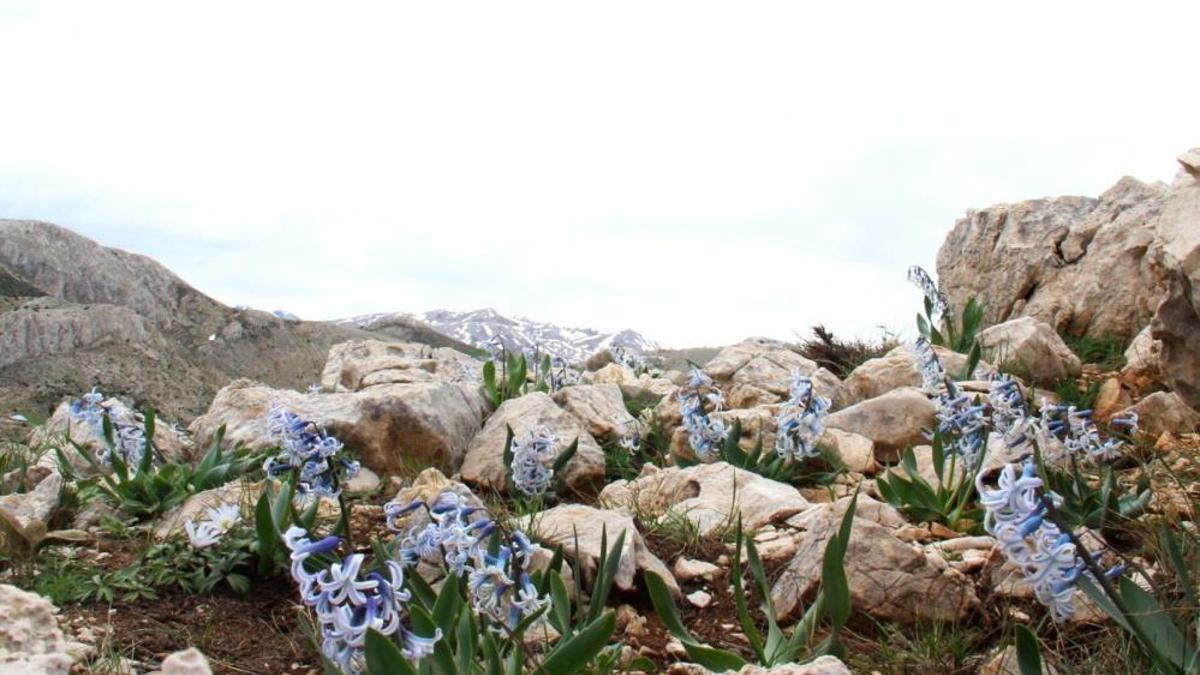 Kahramanmaraş'ta dağlarda kendiliğinden yetişiyor! Tarihi değeri var: Köylülerin gözbebeği oldu