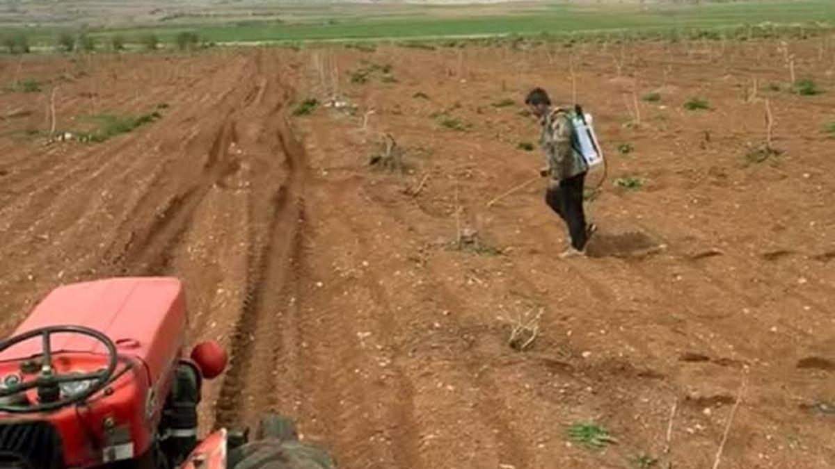 Gaziantep'te fıstık için mücadele: Tarlalarda yeni uygulama başladı