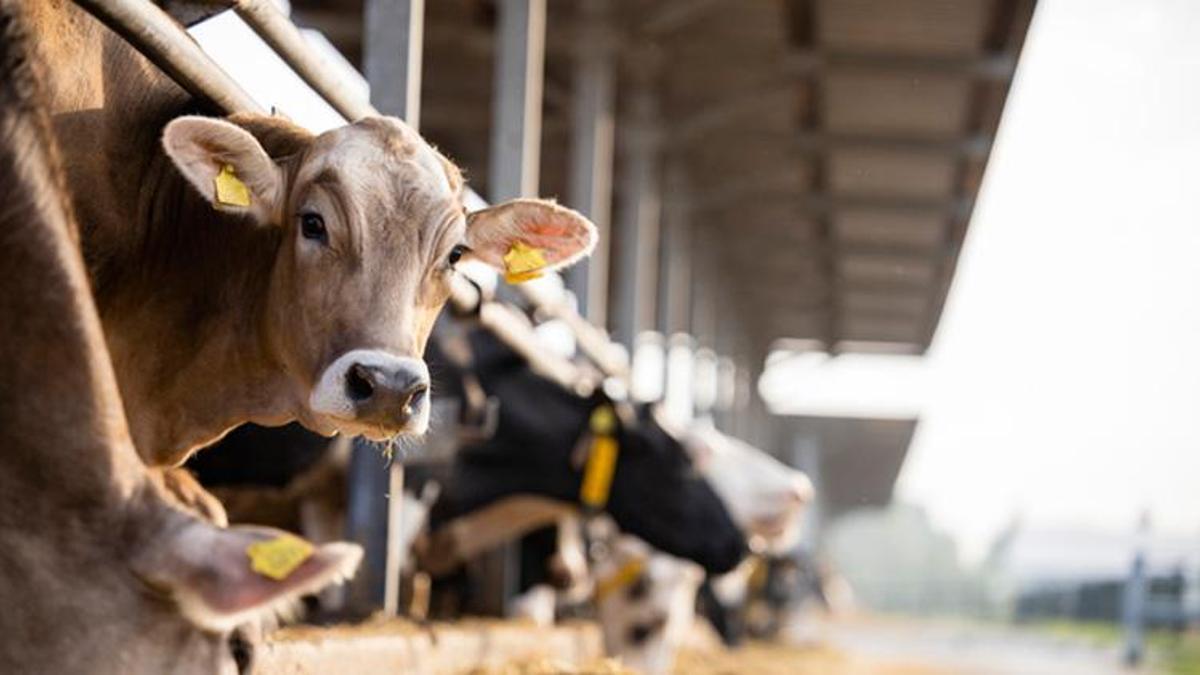 Amasya Türkiye'nin kırmızı et üssü olmaya hazırlanıyor! Yüzde 80 hibe desteğiyle dev yatırım: Binlerce kişiye istihdam sağlayacak