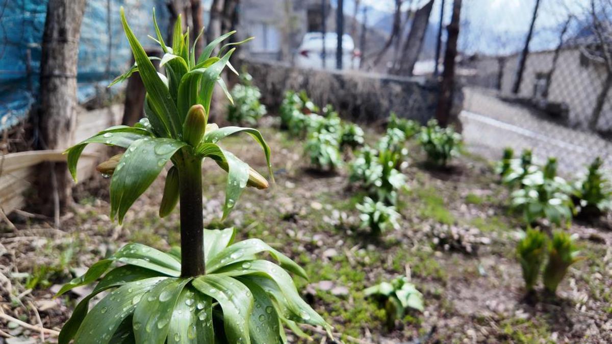 Bu çiçeği koparmanın cezası 700 bin lira! Şırnak'ın dağlarında açmaya başladı: Sadece 20 günlük ömrü var