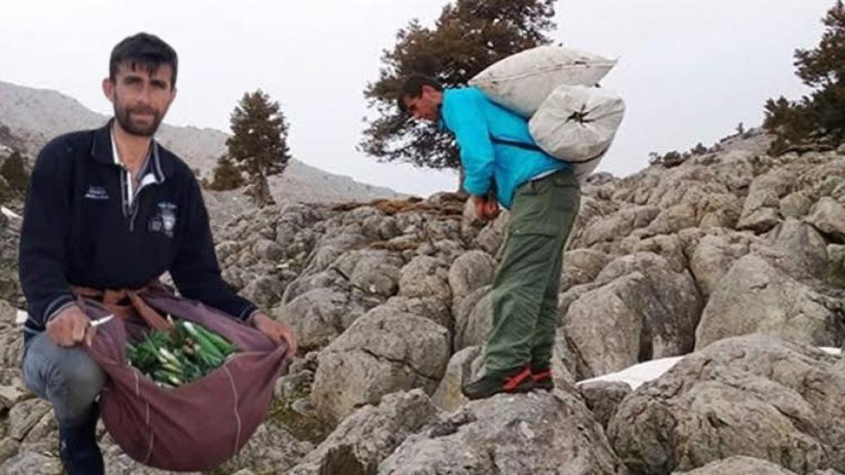 Sadece kayalıklarda yetişiyor! Gören çuval çuval topluyor: Kilosu 300 TL ama toplaması cesaret istiyor