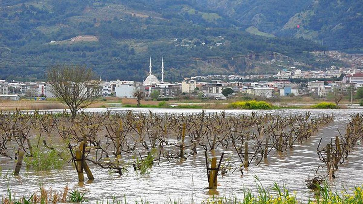 Manisa'da üzüm bağlar ikinci kez sular altında: Kök çürümesi tehlikesine karşı üretici diken üstünde!