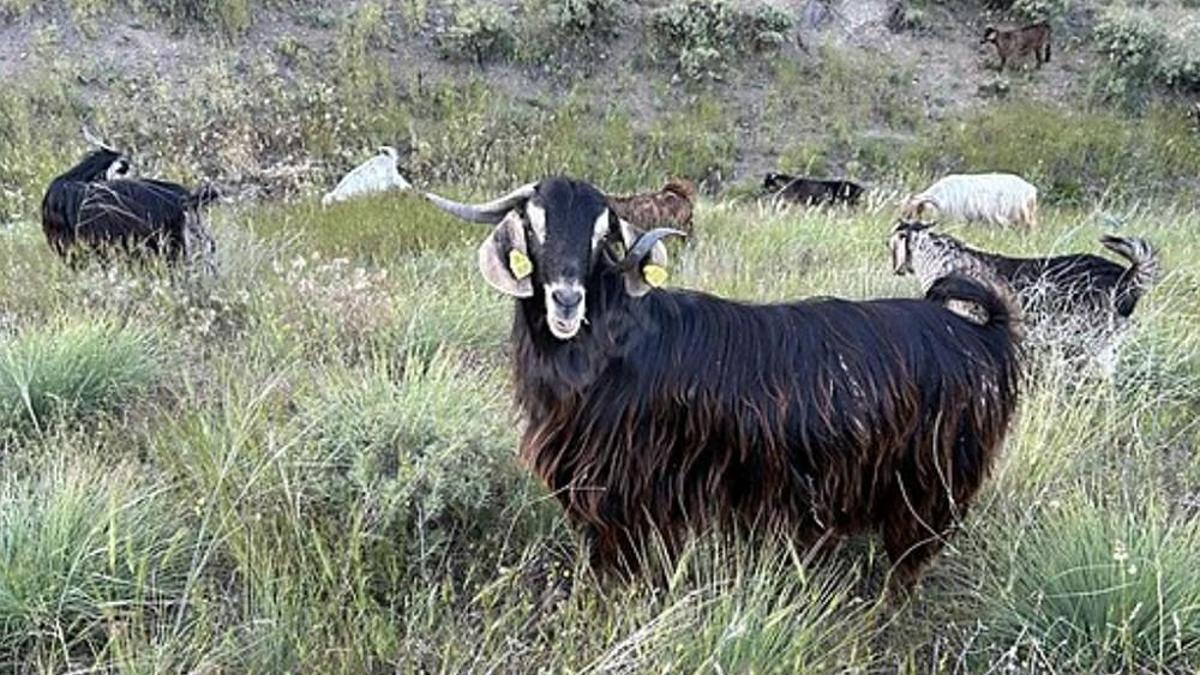 Edirne’de alarm! Keçiler karantinaya alındı