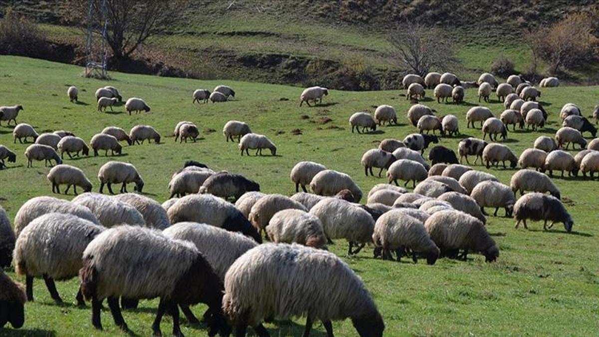 Sinop’ta dev destek: Şartlar açıklandı, başvurular bugün itibarıyla başladı