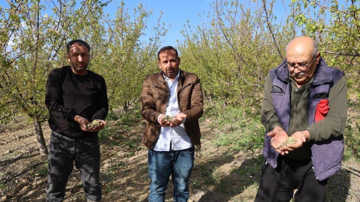 Adana'da dolu kayısı bahçelerini vurdu, çağlalar yere döküldü